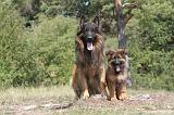 BERGER ALLEMAND 205
